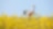 A young woman rides a bicycle through a summer field